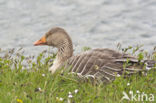 Grey Lag-Goose (Anser anser)