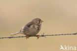 Grauwe Gors (Miliaria calandra)