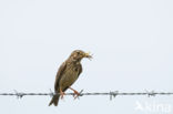 Corn Bunting (Miliaria calandra)