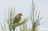 Corn Bunting (Miliaria calandra)