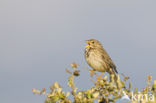 Corn Bunting (Miliaria calandra)