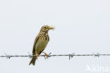 Corn Bunting (Miliaria calandra)