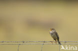 Corn Bunting (Miliaria calandra)