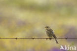 Corn Bunting (Miliaria calandra)