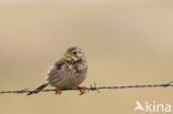 Corn Bunting (Miliaria calandra)