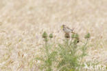 Grauwe Gors (Miliaria calandra)