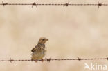 Corn Bunting (Miliaria calandra)