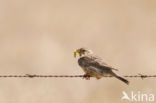 Corn Bunting (Miliaria calandra)