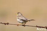 Grauwe Gors (Miliaria calandra)