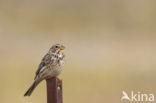 Corn Bunting (Miliaria calandra)