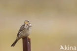 Corn Bunting (Miliaria calandra)