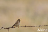 Corn Bunting (Miliaria calandra)