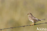 Grauwe Gors (Miliaria calandra)