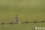 Grauwe Gors (Miliaria calandra)