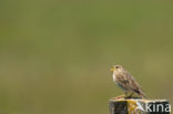 Corn Bunting (Miliaria calandra)