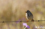 Grauwe Gors (Miliaria calandra)