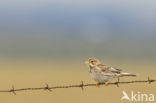 Corn Bunting (Miliaria calandra)