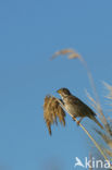 Corn Bunting (Miliaria calandra)