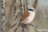 Grauwe Klauwier (Lanius collurio)