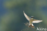 Grauwe Klauwier (Lanius collurio)