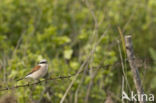 Red-backed Shrike (Lanius collurio)