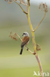 Grauwe Klauwier (Lanius collurio)