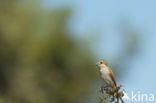 Grauwe Klauwier (Lanius collurio)