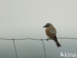 Red-backed Shrike (Lanius collurio)