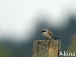 Grauwe Klauwier (Lanius collurio)