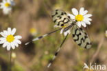 Grecian Streamertail (Nemoptera coa)