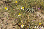 Grecian Streamertail (Nemoptera coa)