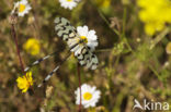 Grecian Streamertail (Nemoptera coa)