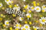 Grecian Streamertail (Nemoptera coa)