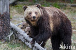 Grizzly Bear (Ursus arctos horribilis)