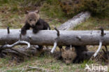 Grizzly Bear (Ursus arctos horribilis)