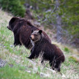 Grizzly Bear (Ursus arctos horribilis)