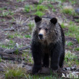 Grizzly Bear (Ursus arctos horribilis)