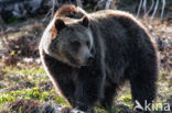 Grizzly Bear (Ursus arctos horribilis)