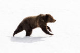 Grizzly Bear (Ursus arctos horribilis)