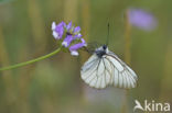 Groot geaderd witje (Aporia crataegi)