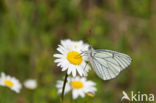 Groot geaderd witje (Aporia crataegi)