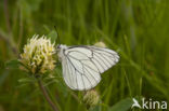 Groot geaderd witje (Aporia crataegi)