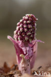 Groot hoefblad (Petasites hybridus)