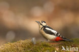 Grote Bonte Specht (Dendrocopos major)