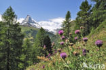 Greater Knapweed (Centaurea scabiosa)