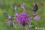 Grote centaurie (Centaurea scabiosa)