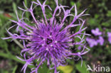 Grote centaurie (Centaurea scabiosa)