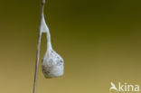 Grote lantaarnspin (Agroeca brunnea)