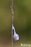 Grote lantaarnspin (Agroeca brunnea)