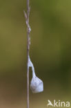 running foliage spider (Agroeca brunnea)